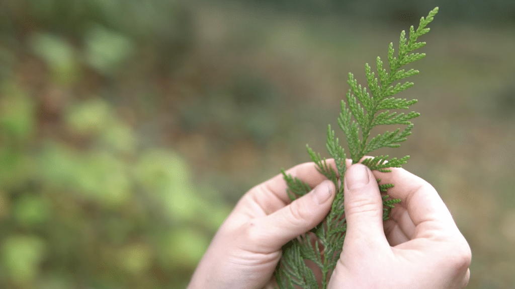 Cedar hands.png 03162022