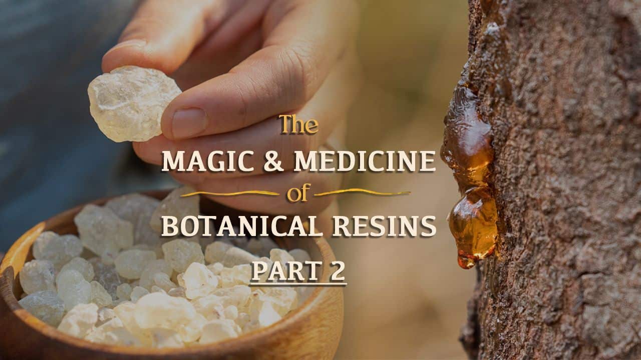 The Magic & Medicine of Botanical Resins, Part II