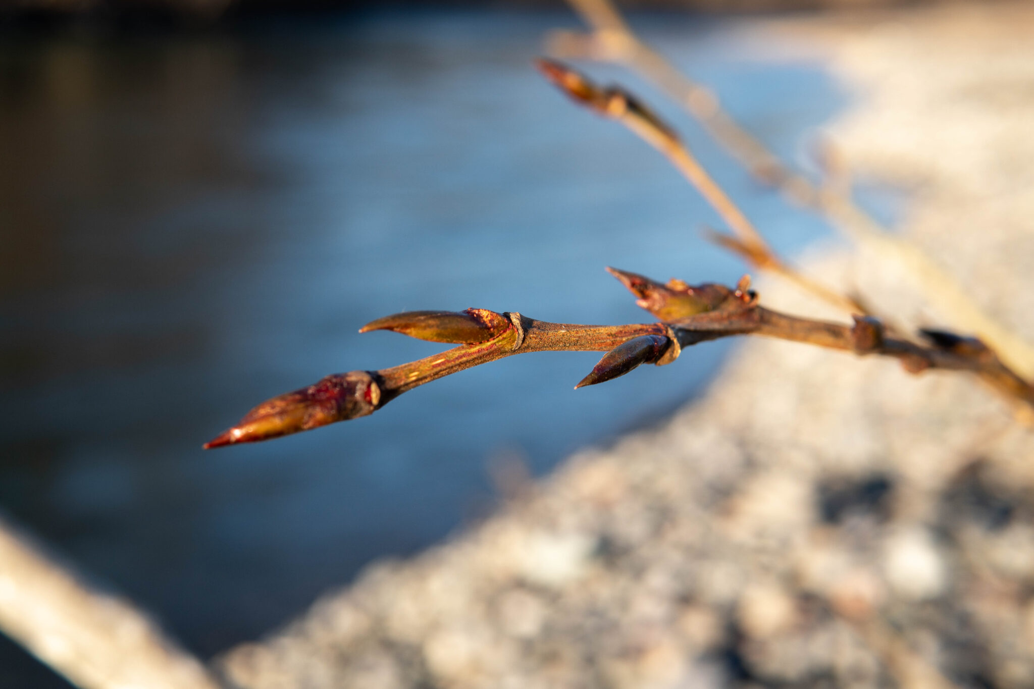 Making Poplar Bud Medicine Harvesting, Infusions, & Salves The