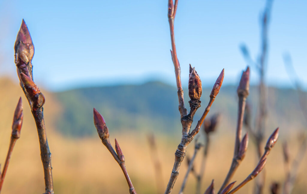 Poplar-Bud-3