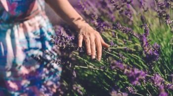 woman's hand lightly touching a fresh lavender plant