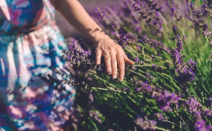 woman's hand lightly touching a fresh lavender plant