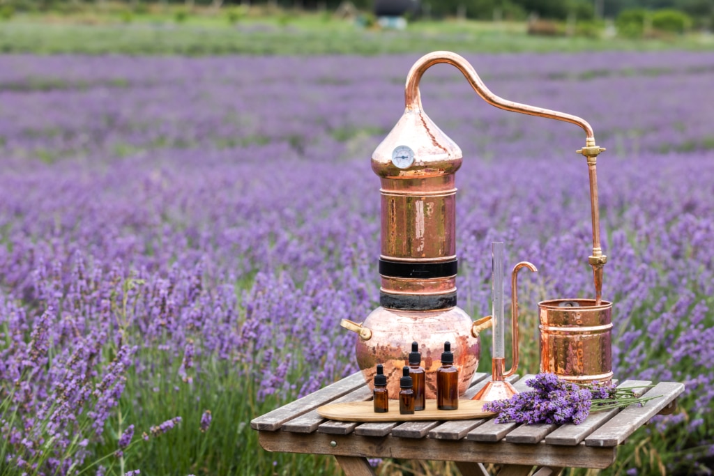 Distillation of lavender essential oil and hydrolate. Copper alambic for the flowering field.
