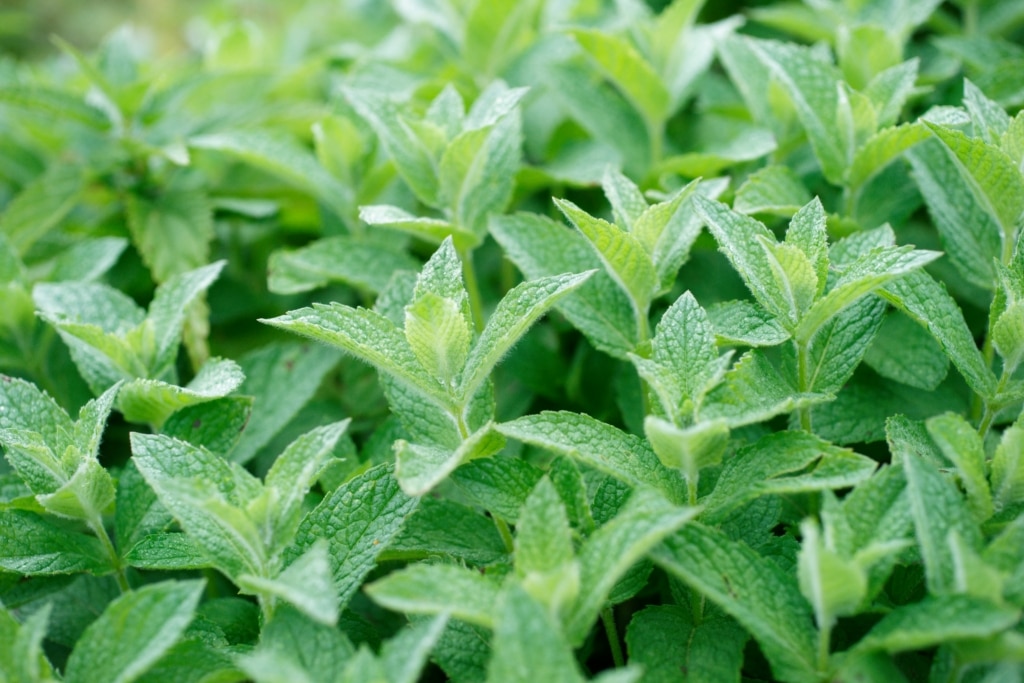 Peppermint a bush of fresh green peppermint leaves