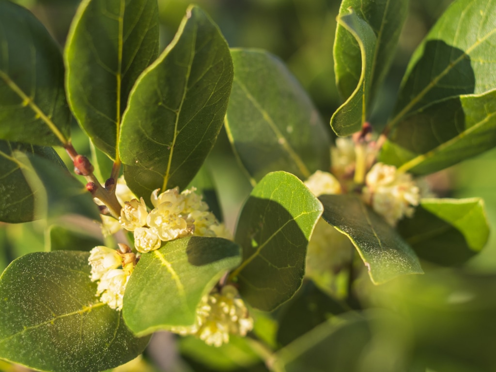 Fresh Bay Leaves close up of fresh Bay Leaves on a tree