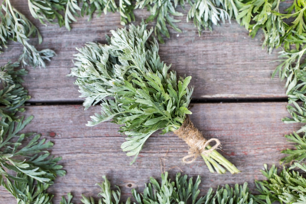 mugwort_bundle_Depositphotos.jpg 07142022 copy bundle of fresh mugwort herbs for dreamwork