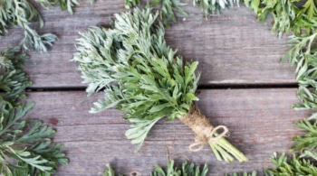 bundle of fresh mugwort herbs for dreamwork