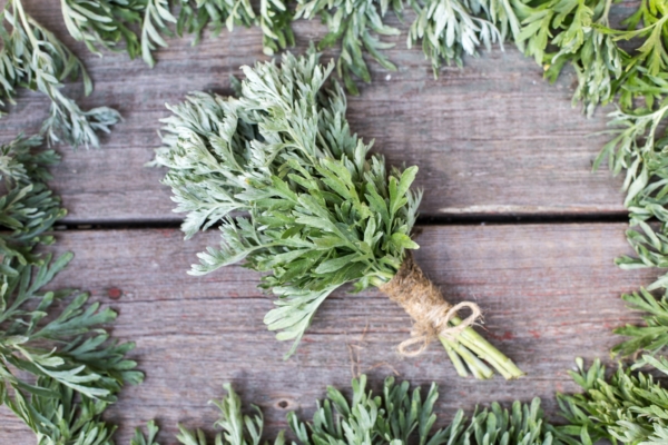 Aromatic Plants and Dreams: Scents for Deep Sleep and Inner Wisdom