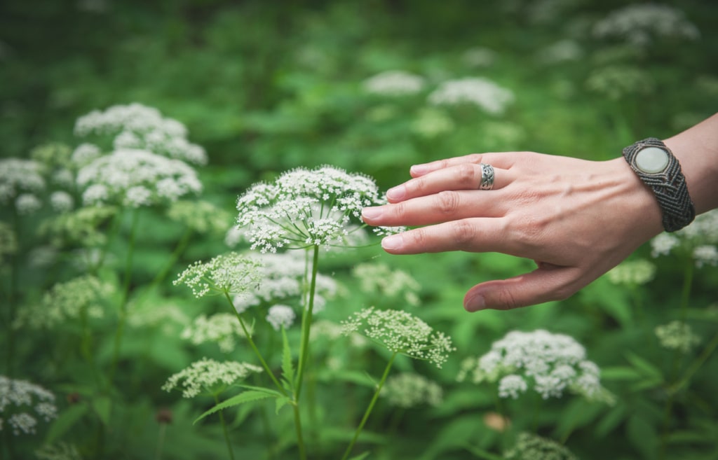 Woman hand touching wild meadow flower hand touching angelica flowers out in nature