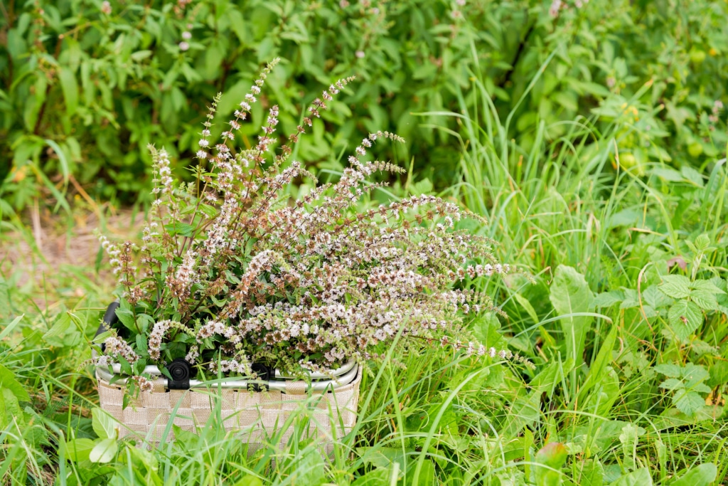 Mint basket edited - unsplash.jpg 08202022 copy basket sitting in the grass outside full of fresh peppermint