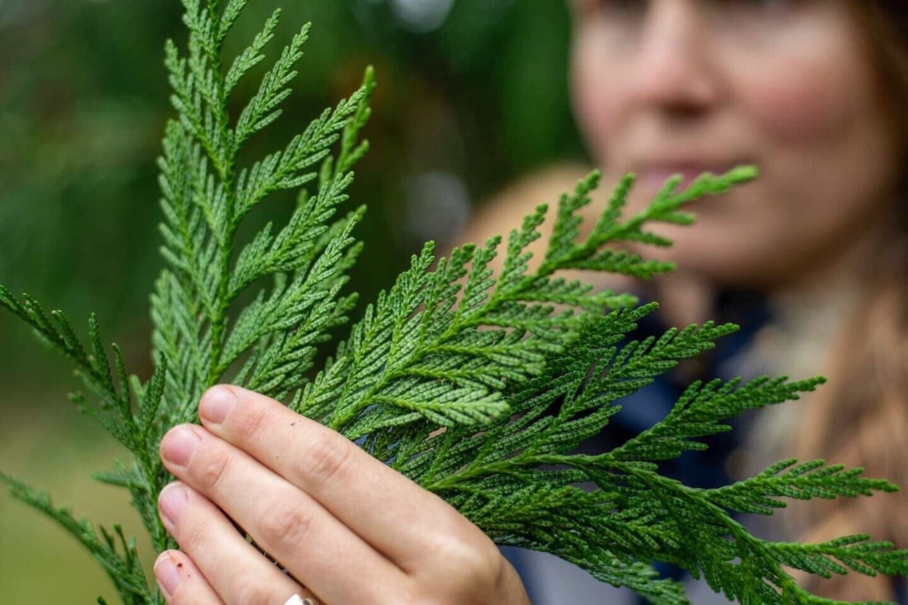 cedar closeup .jpg 02182025FB 04232025IG copy woman holding cedar leaves