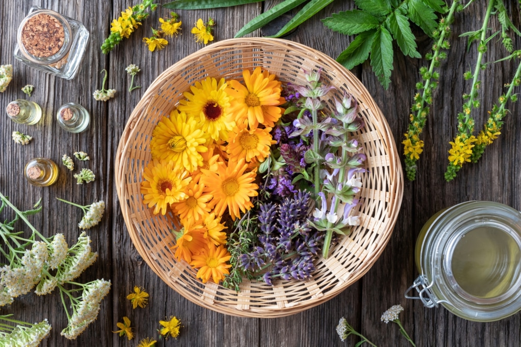Fresh medicinal plants and essential oils basket of fresh calendula lavender and clary sage flowers