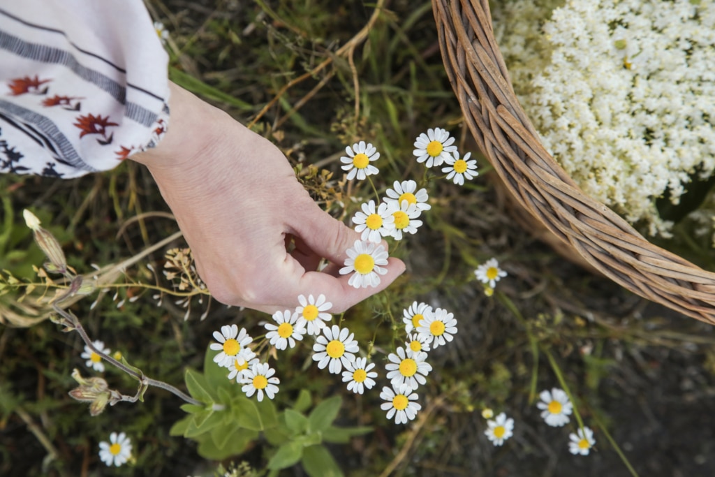 energetics_Depositphotos.jpg 06272024 copy harvesting chamomile flowers