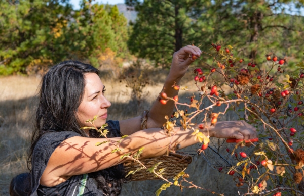 Wild Harvesting with Integrity: Respectful and Sustainable Harvesting Practices