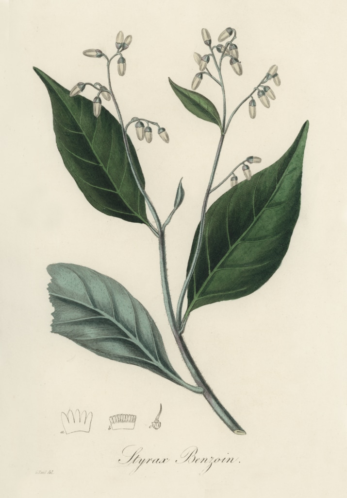 benzoin resin styrax tree drawing