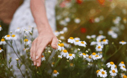 woman touching a field of chamomile outside on a sunndy day