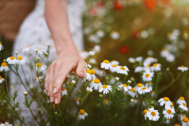 Chamomile Depositphotos IGFB09182025 woman touching a field of chamomile outside on a sunndy day