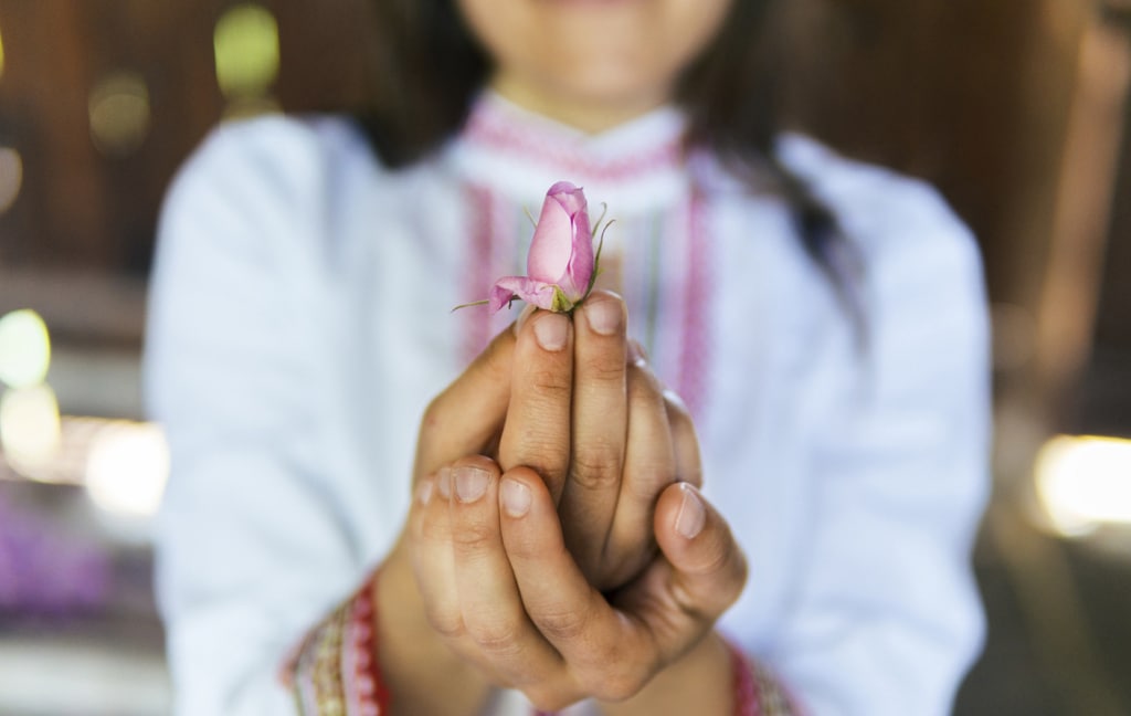Rosa damascena. The abundance of the famous Bulgarian rose is in its peak. young woman holding a fresh rose bud