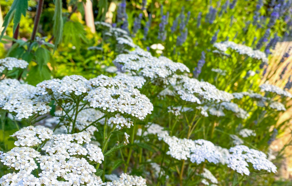 Yarrow