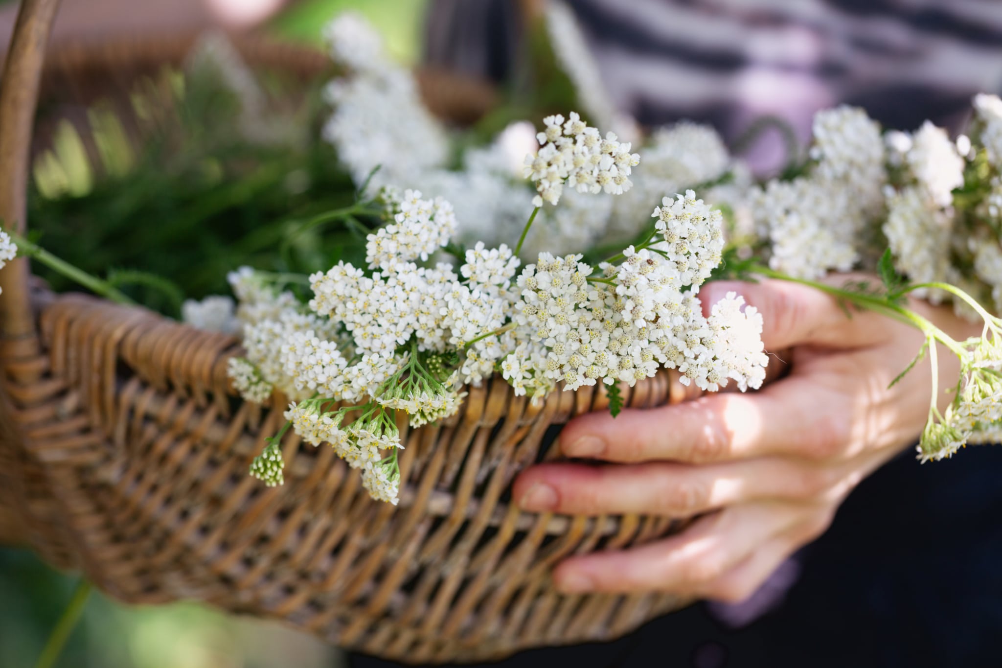 Yarrow in Herbal & Aromatic Medicine: History, Uses, and Energetics