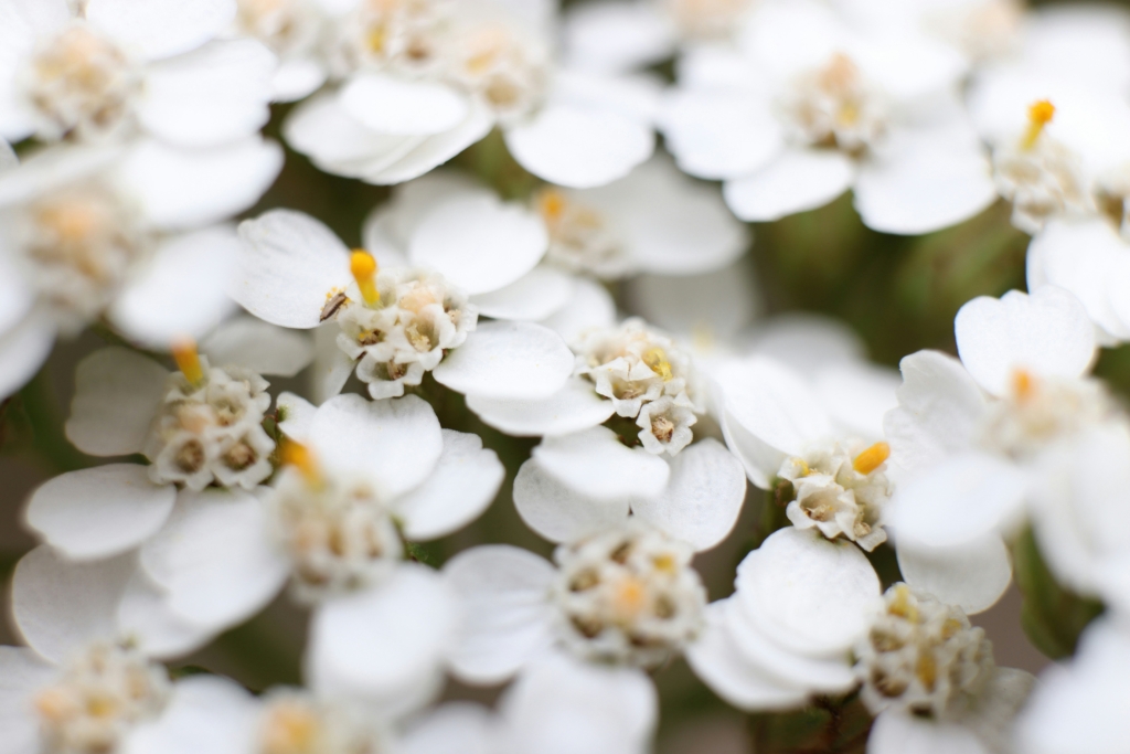 Yarrow closeup