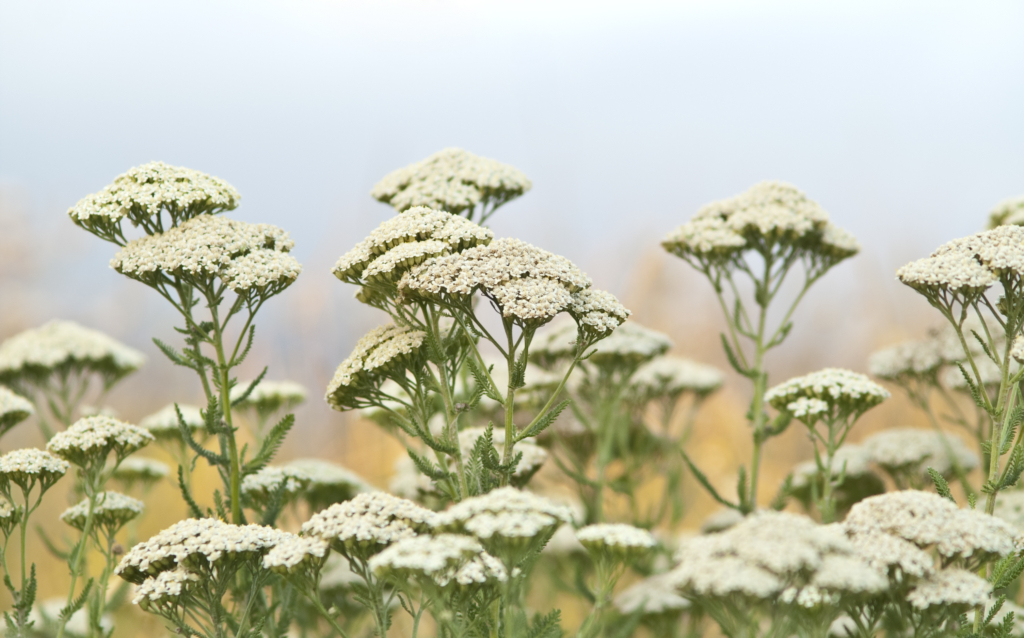 Achillea millefolium - yarrow common herb