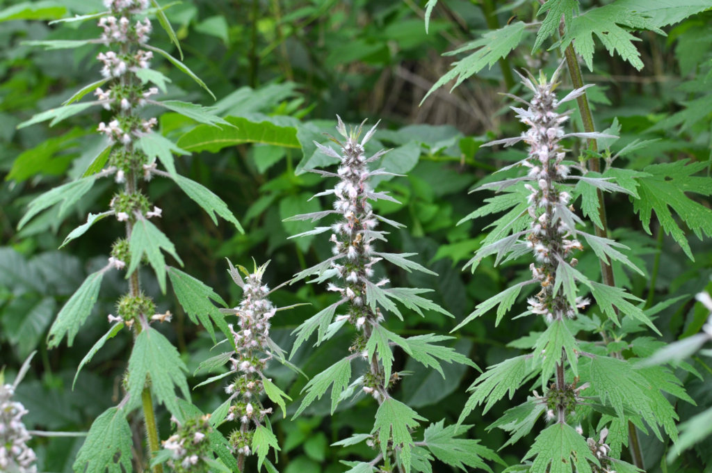 motherwort