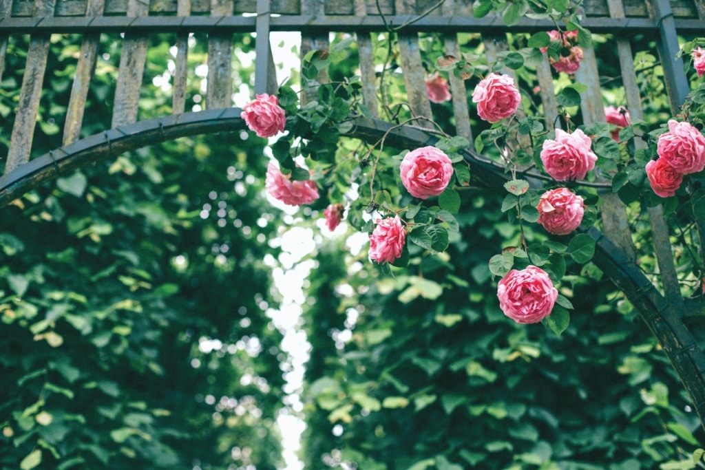 Beautiful rose bush full of pink roses next to a bridge