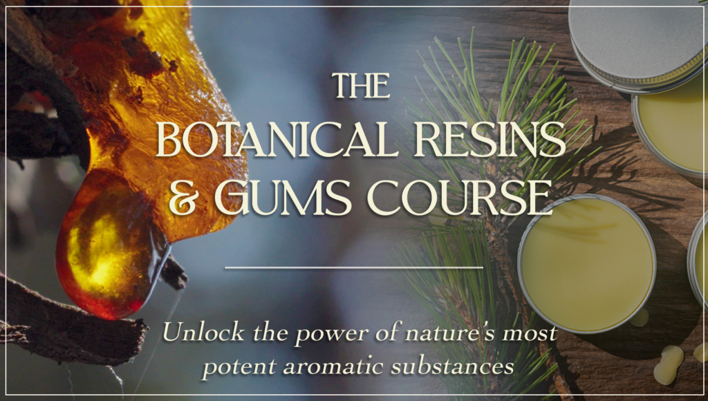 homemade pine needles salve balm on wooden background.