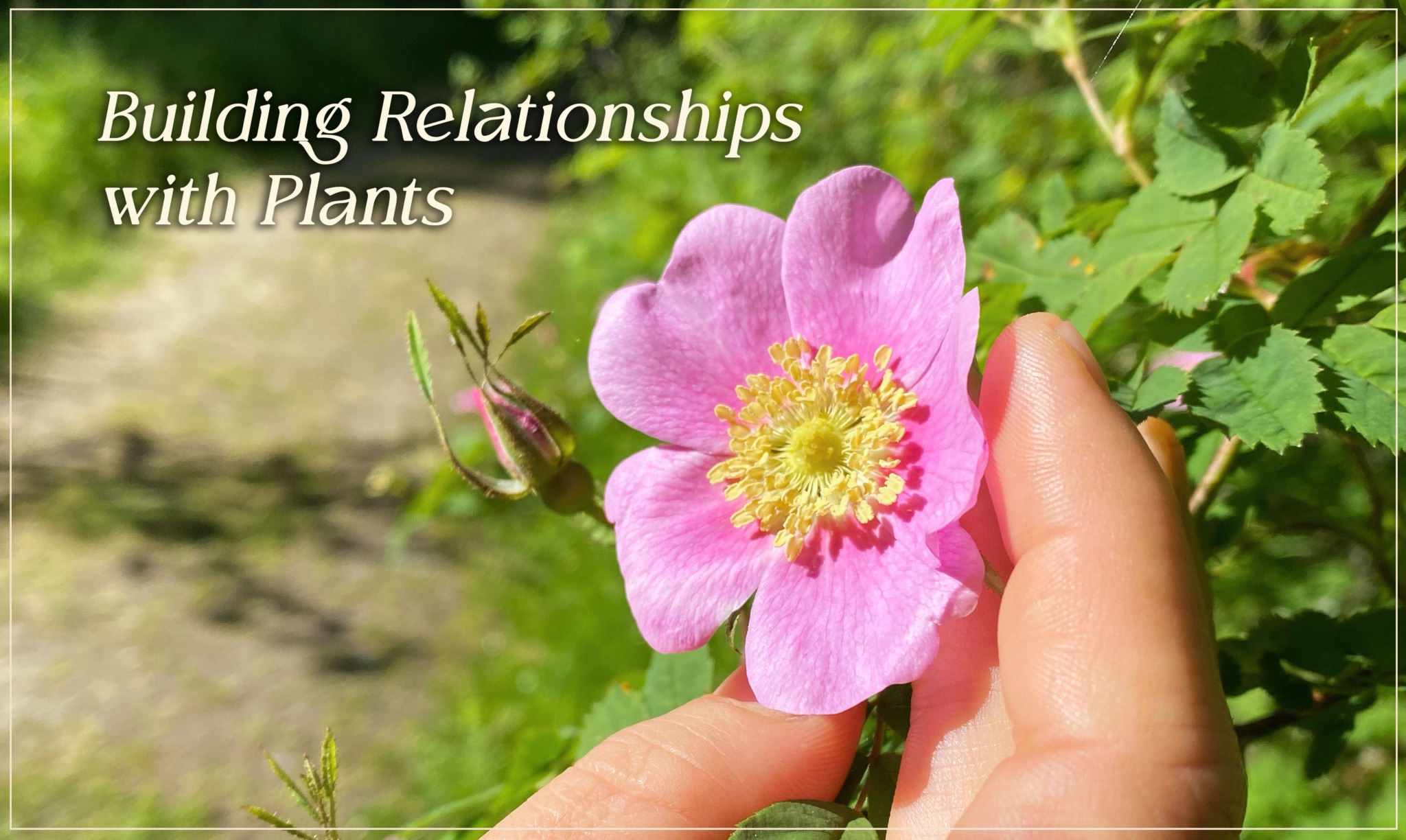 Building Relationship with Plants Beyond “What Can This Plant Do for Me?”