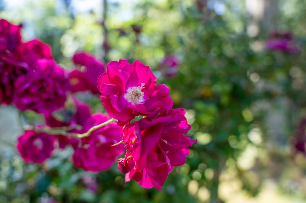 A pink rose bush in the sunshine