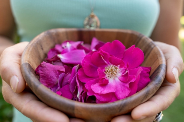 Rose Benefits in Aromatherapy and Herbalism + DIY Rose Cordial Recipe