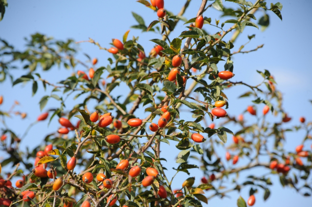 Bush full of orange rose hips