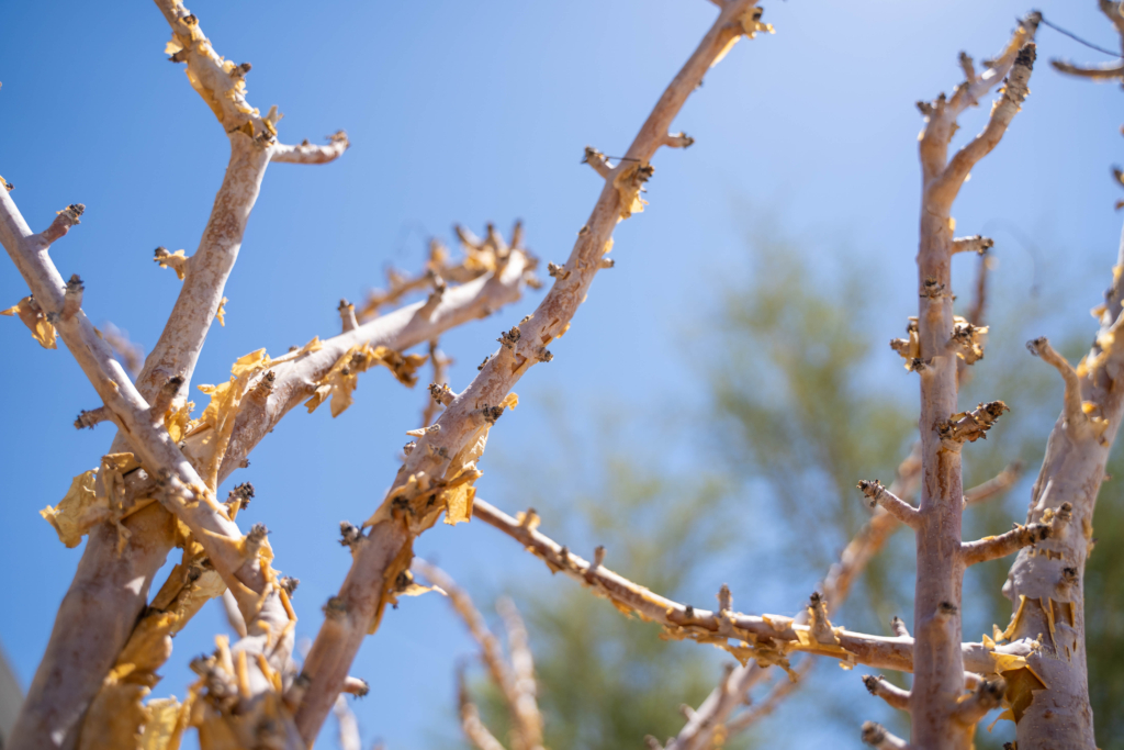 Boswellia Sacra