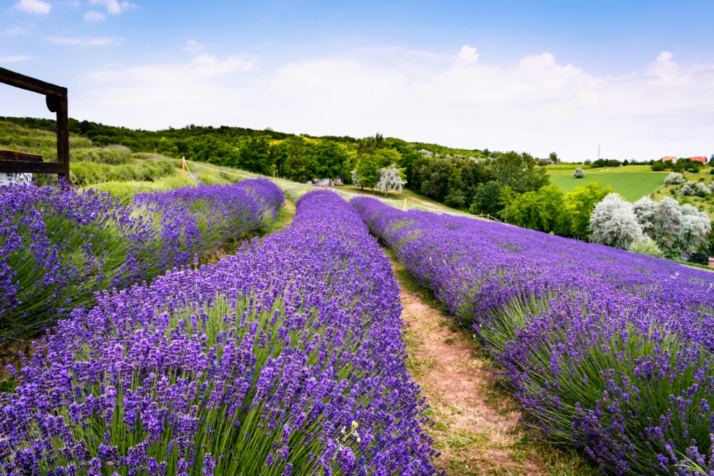 Lavender Farm